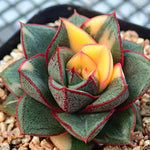 PRESALE Echeveria Monocerotis, Variegata, (Not so Random)