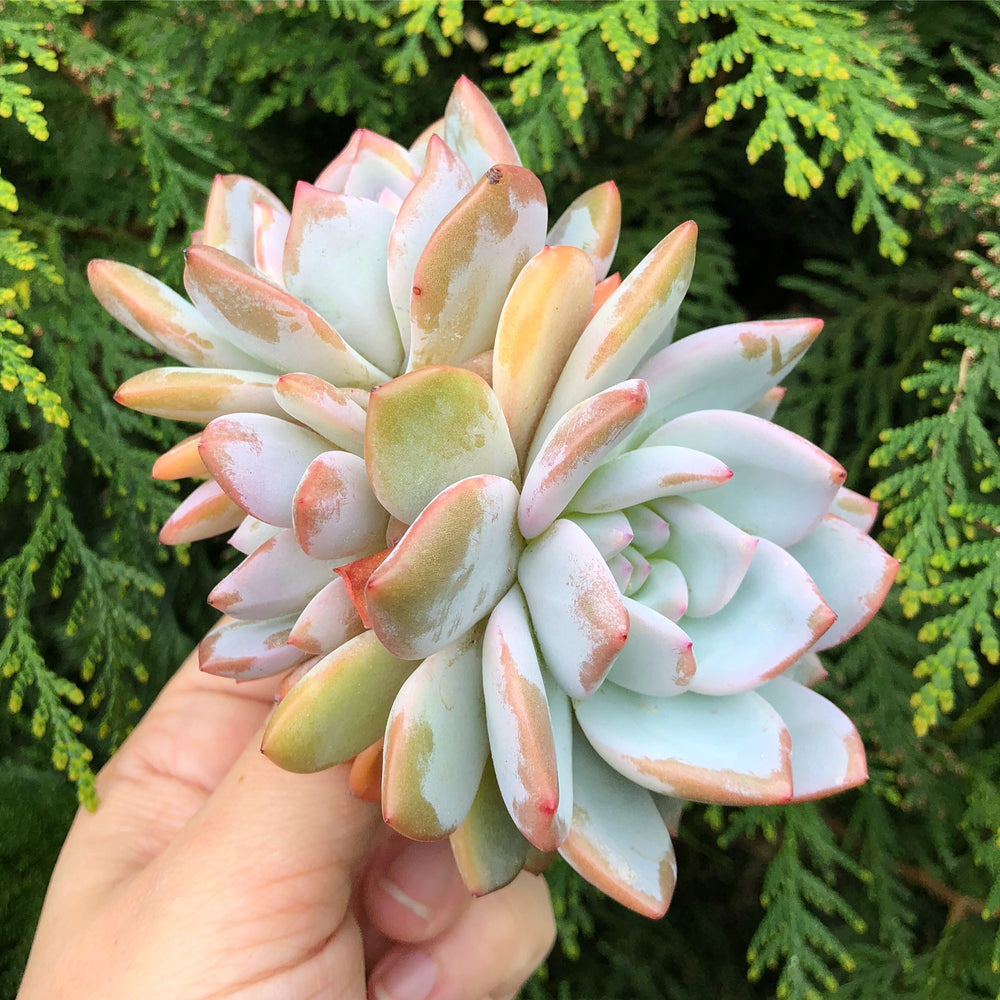 Echeveria Orange Monroe, Cluster