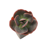 SALE! Echeveria Blue Metal