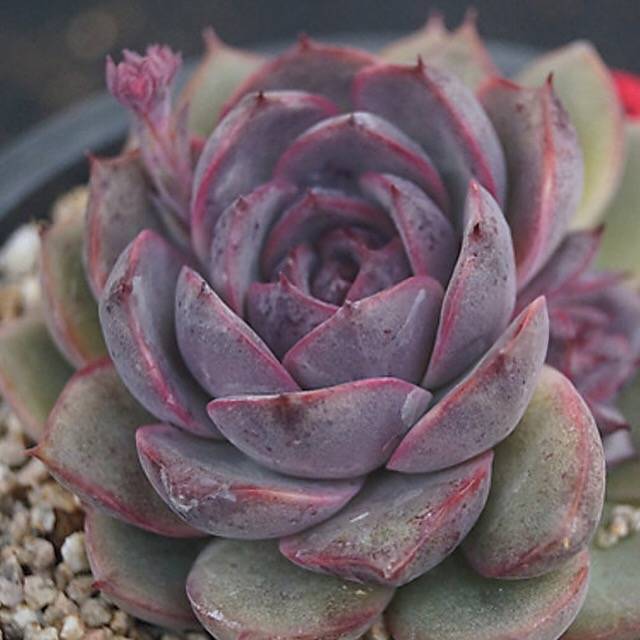 PRESALE Echeveria Black Queen Hybrid, (Random)