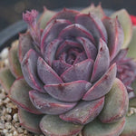 PRESALE Echeveria Black Queen Hybrid, (Random)