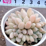 PRESALE Echeveria 'Al Robi,' (Not so Random)