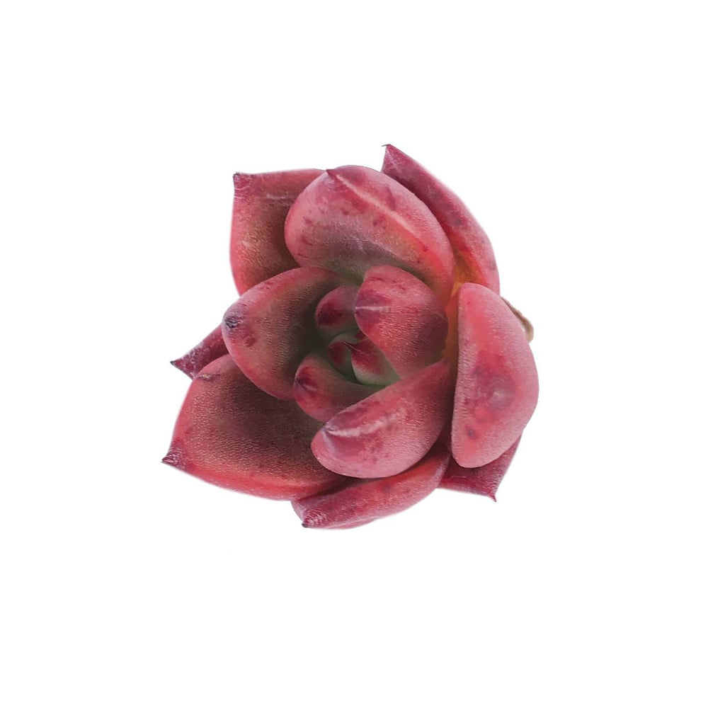 Echeveria 'Giant Pink'