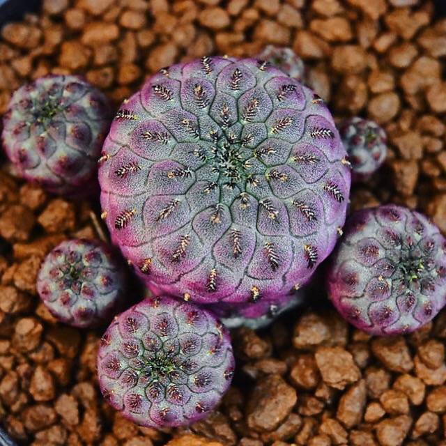 (RESERVED) Sulcorebutia Rauschii, Cluster