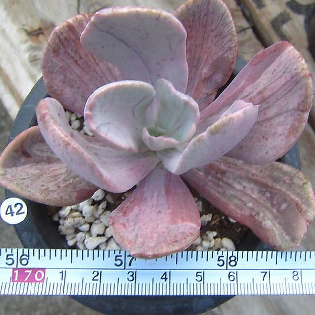 PRESALE Pachyveria Jocelyn's Joy, Variegata, (Random)