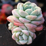 PRESALE Echeveria Ice Green Cluster