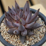 PRESALE Echeveria Unguiculata, (Random)