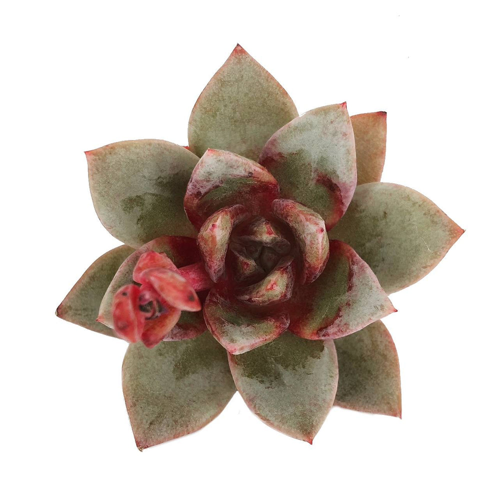 (RESERVED) Echeveria Champagne, Germany