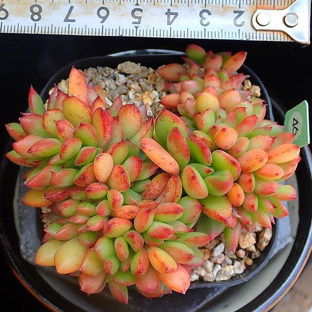 PRESALE Echeveria 'Memory' Cristata, (Random)