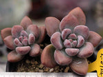 SPECIAL! JUST CART! Echeveria Opalina, (Hybrid?)- MUST USE COUPON CODE :)