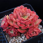 PRESALE Echeveria Noble, (Random)