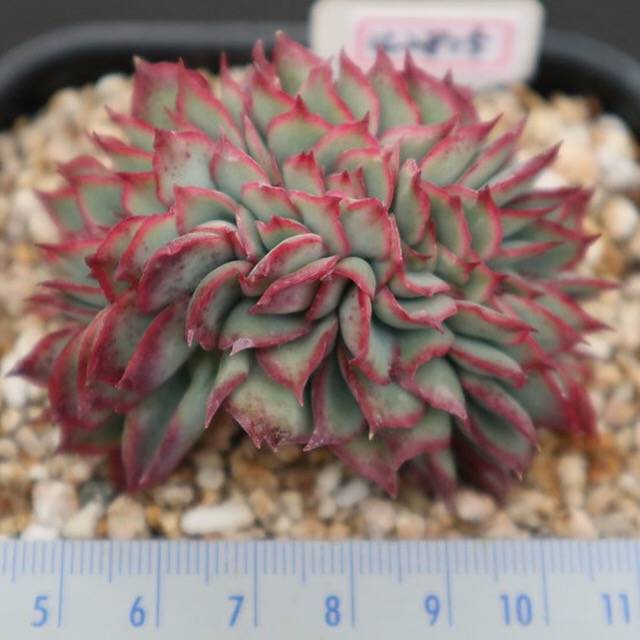 PRESALE Echeveria Esther Cristata- Discount in Description!, (Not so Random)