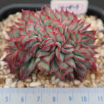 PRESALE Echeveria Esther Cristata- Discount in Description!, (Not so Random)