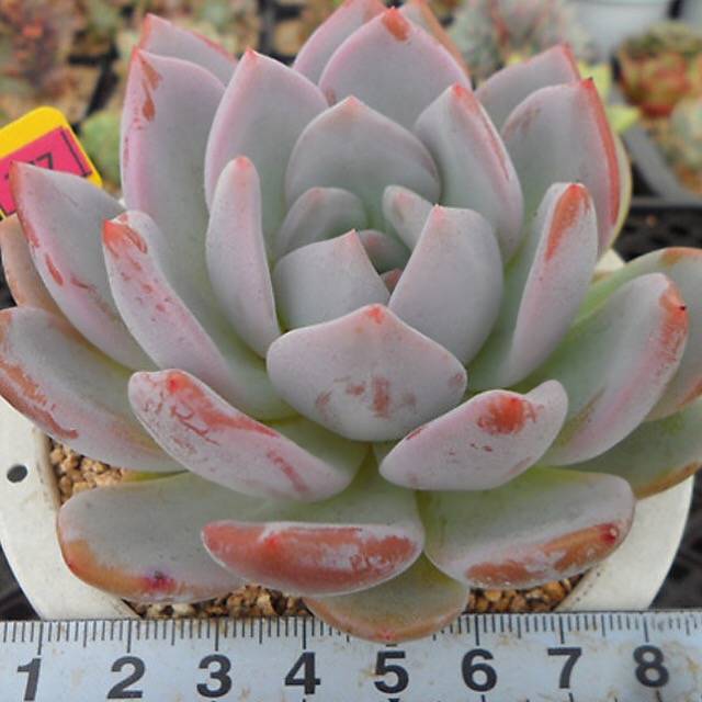 PRESALE Echeveria Hosikage, (Random)