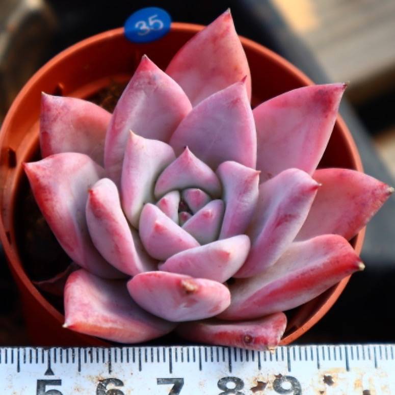 Echeveria Colorata