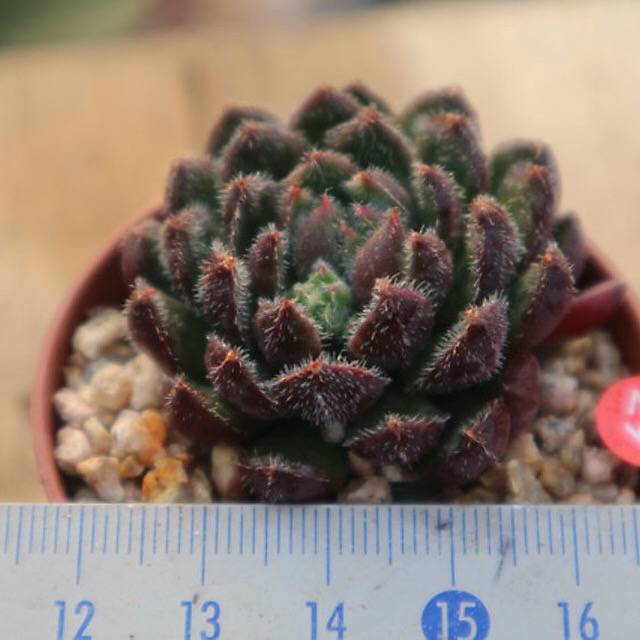 LUNCH BREAK FLASH SALE! PRESALE Echeveria 'Scorpio'