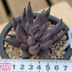 PRESALE Echeveria Unguiculata, (Random)