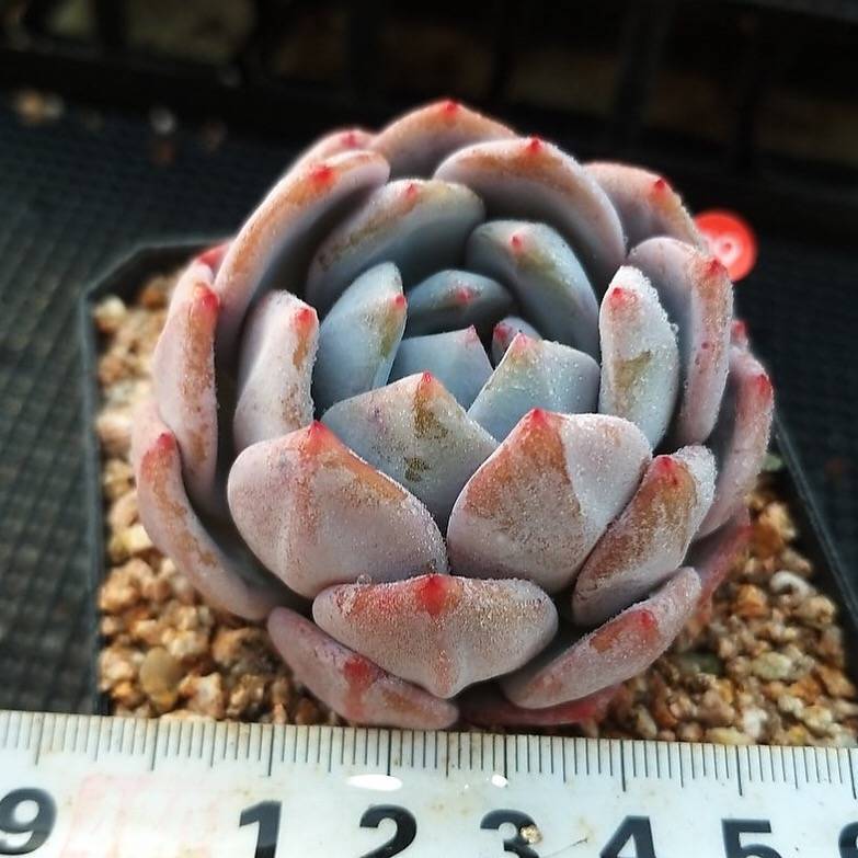 Echeveria Orange Monroe, (Random)