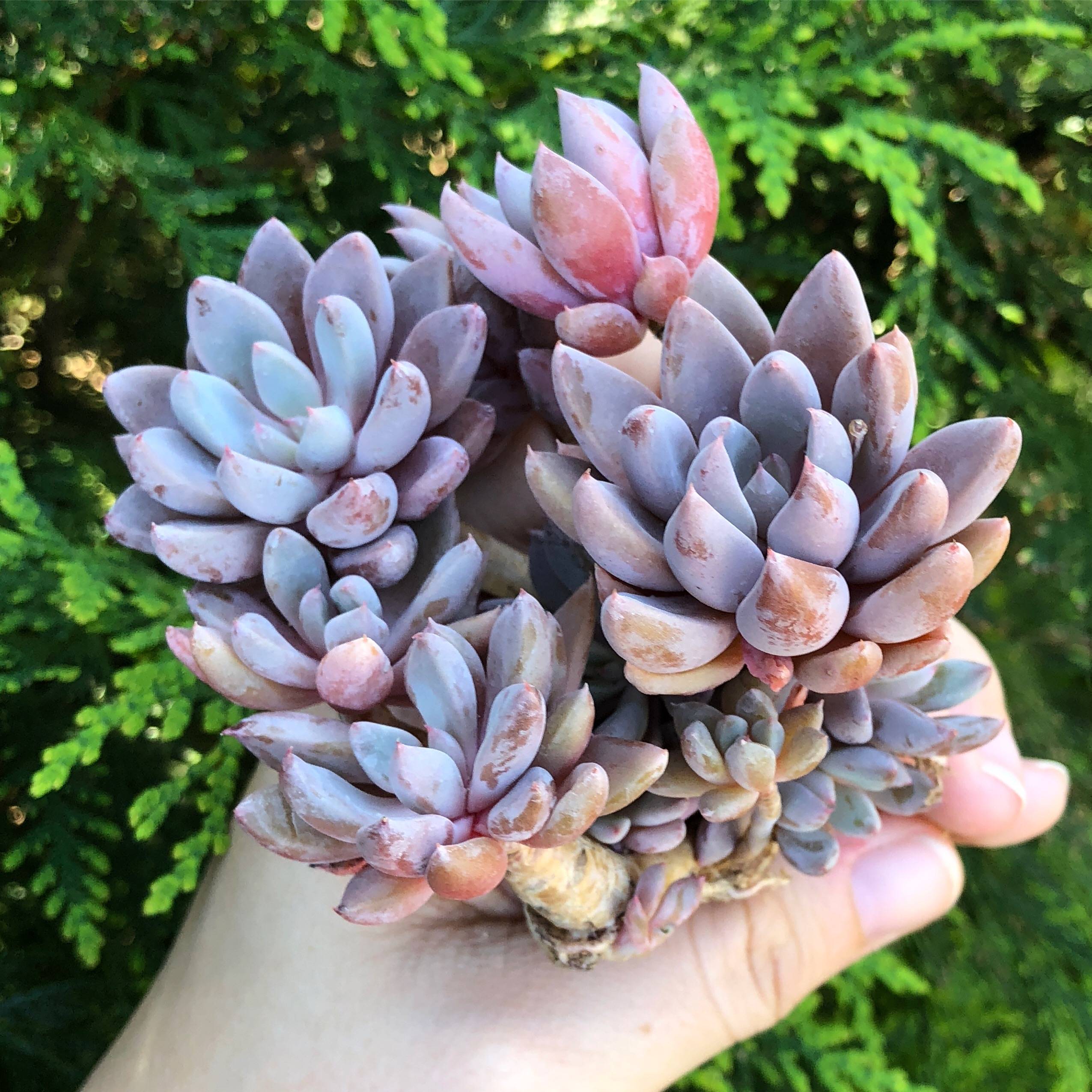sugar succulents visalia ca Echeveria Sugar Jelly Cluster – Cedar Creek Farmhouse