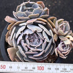 PRESALE Echeveria Shaviana, (Unknown Type)
