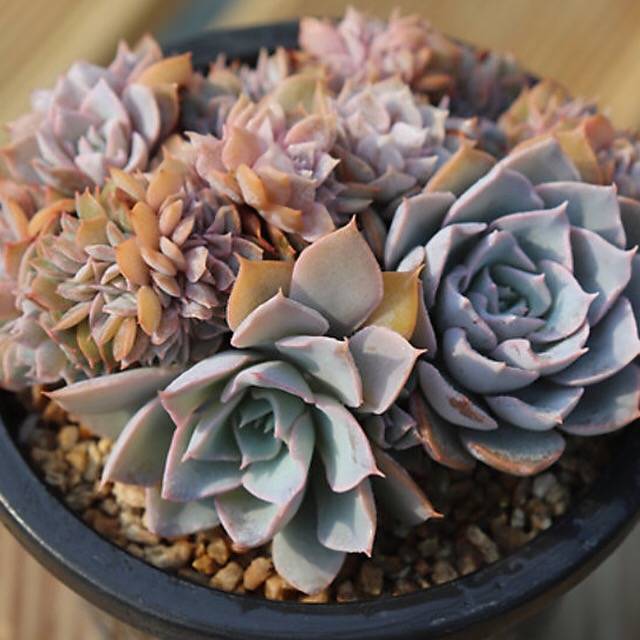 PRESALE Echeveria Peacockii Subsessilis Cristata, (Random)