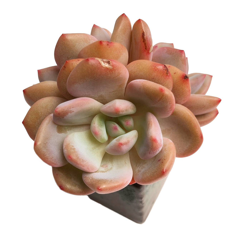 Echeveria Ariel