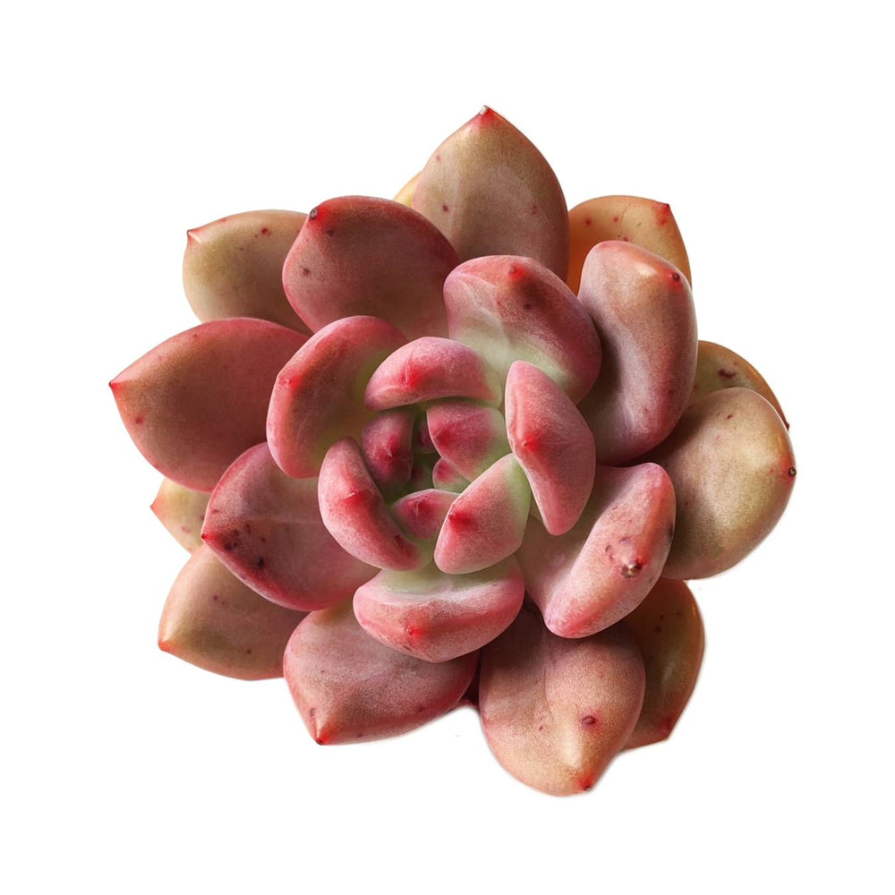 (RESERVED) Echeveria Ariel