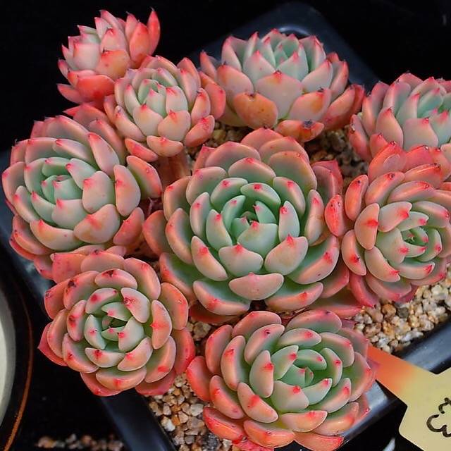 PRESALE Echeveria Nana Hook, (Random)