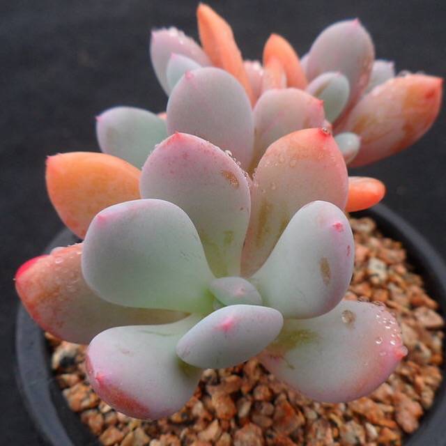 PRESALE Echeveria Raleigh, Triples, (Random)