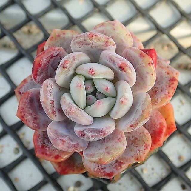 orange succulents Echeveria Orange Monroe, (Not so Random) – Cedar Creek Farmhouse