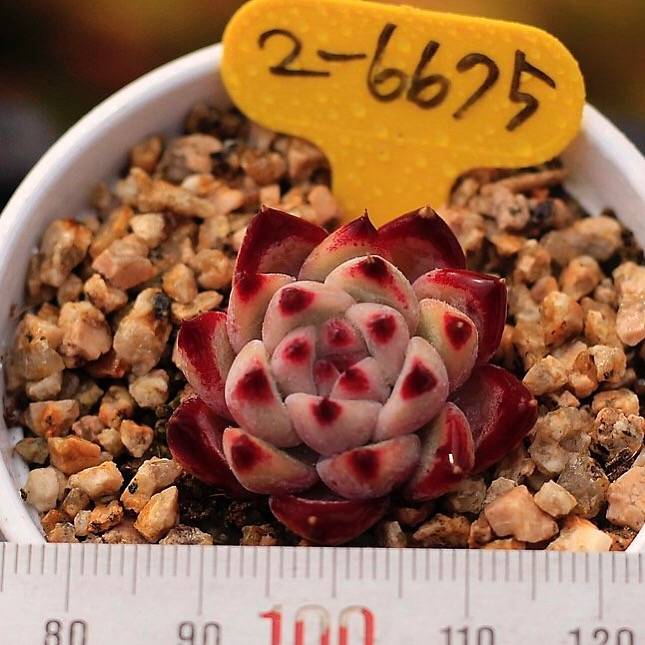 PRESALE Echeveria Colorata Hybrid