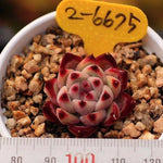 PRESALE Echeveria Colorata Hybrid