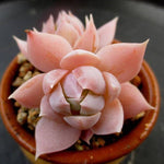 PRESALE Sedum Suaveolens, (Not So Random)