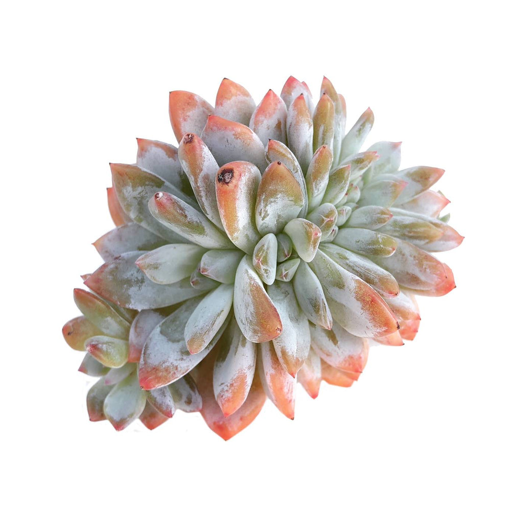 Echeveria Orange Monroe, Cristata