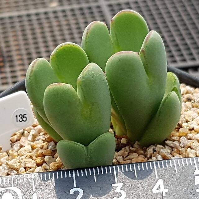 PRESALE Conophytum Bilobum, (Random)