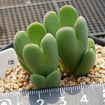 PRESALE Conophytum Bilobum, (Random)