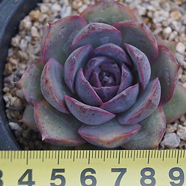 PRESALE Echeveria Black Queen Hybrid, (Random)