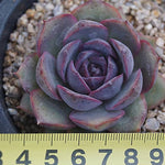 PRESALE Echeveria Black Queen Hybrid, (Random)