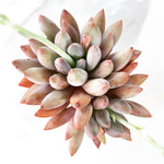 Echeveria Venus, Double