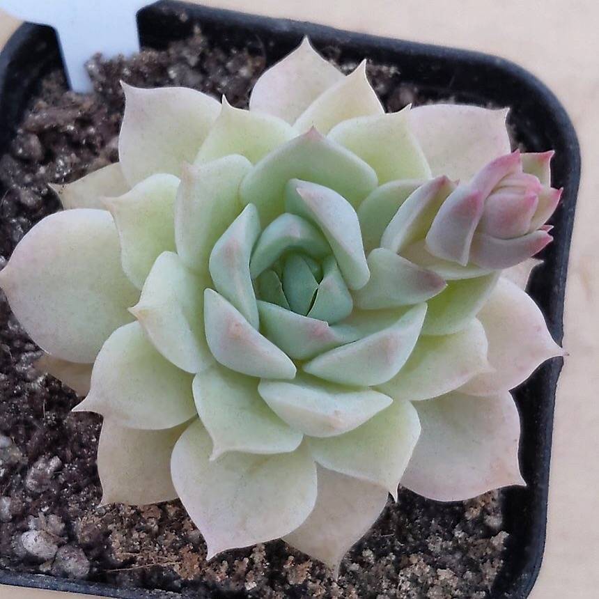 SALE! Echeveria Fun Queen, (Random)