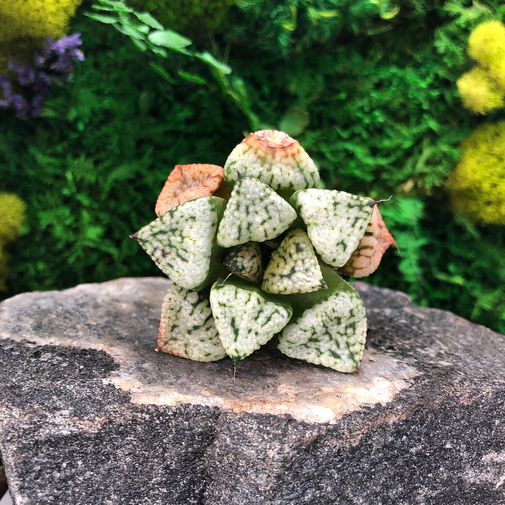 pandora succulent Sale! Haworthia Picta 'Pandora' – Cedar Creek Farmhouse