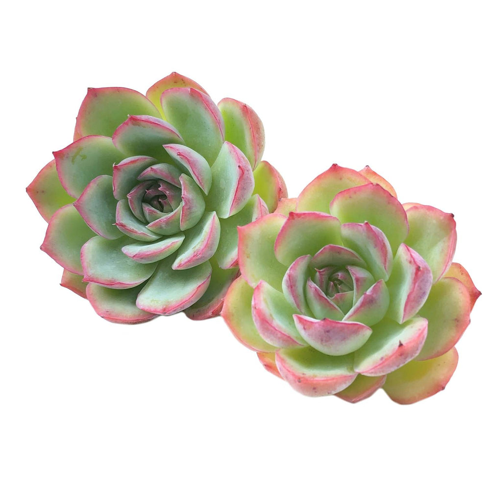 Echeveria Hybrid, (Random)