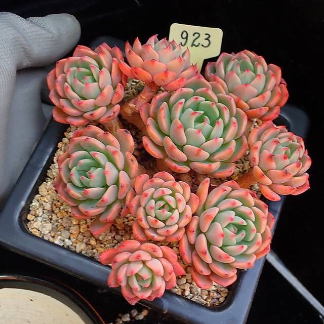 PRESALE Echeveria Nana Hook, (Random)