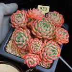 PRESALE Echeveria Nana Hook, (Random)