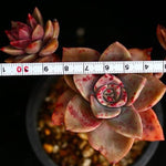 PRESALE Echeveria Bainesii, (Not so Random)