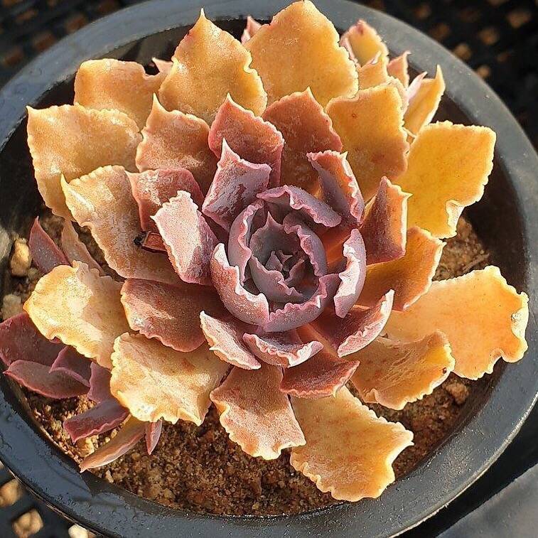 Echeveria Shaviana Madre del Sur, (Random)