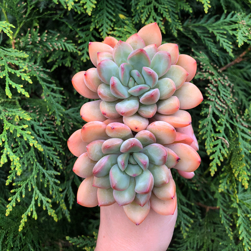 Echeveria Chubby Lips, Double