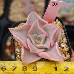 PRESALE Echeveria Madiba, (Random)