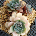 PRESALE Echeveria Tuxpan Reverting Albino, (Not so Random)