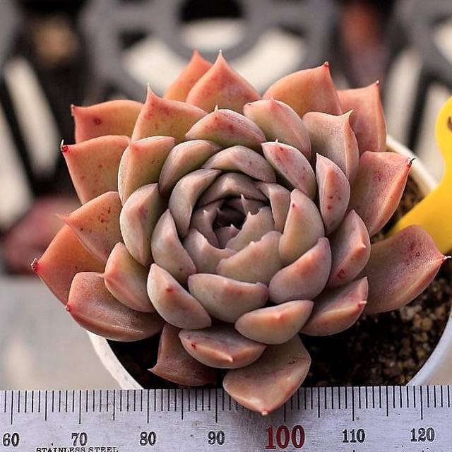 Echeveria Spicy Hybrid